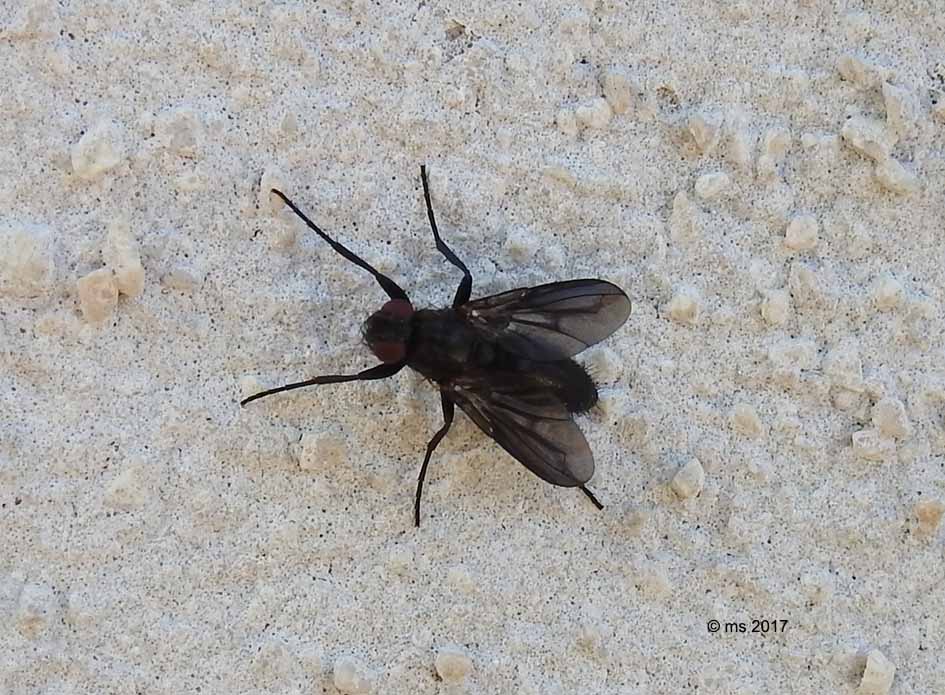 ID Rhiniphoridae: Melanophora roralis e Stevenia sp.